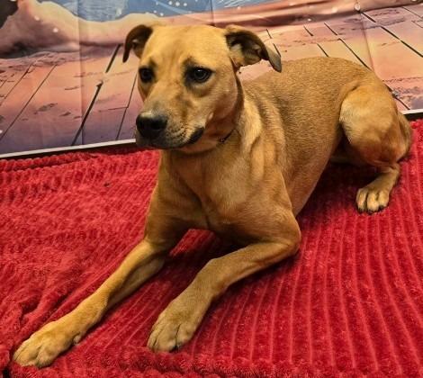 Felicity, a Adoptable mixed breed in Murphysboro, IL image 5/6