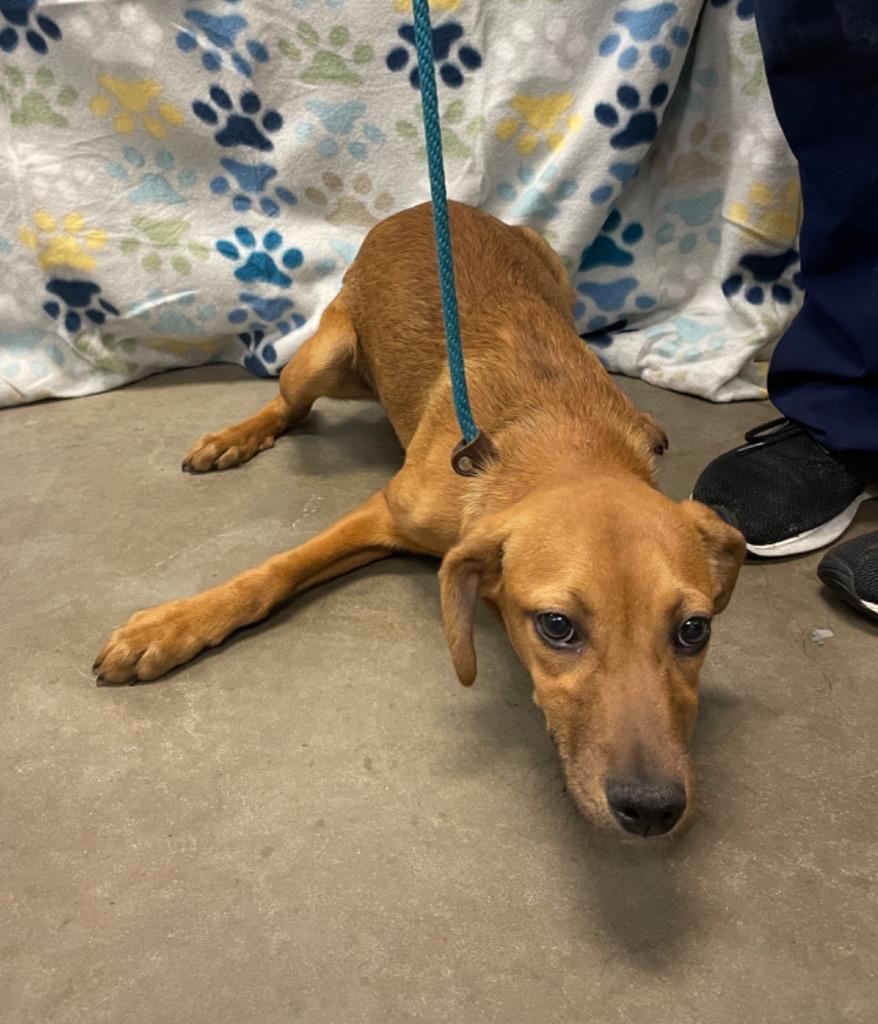 Felicity, a Adoptable mixed breed in Murphysboro, IL image 6/6