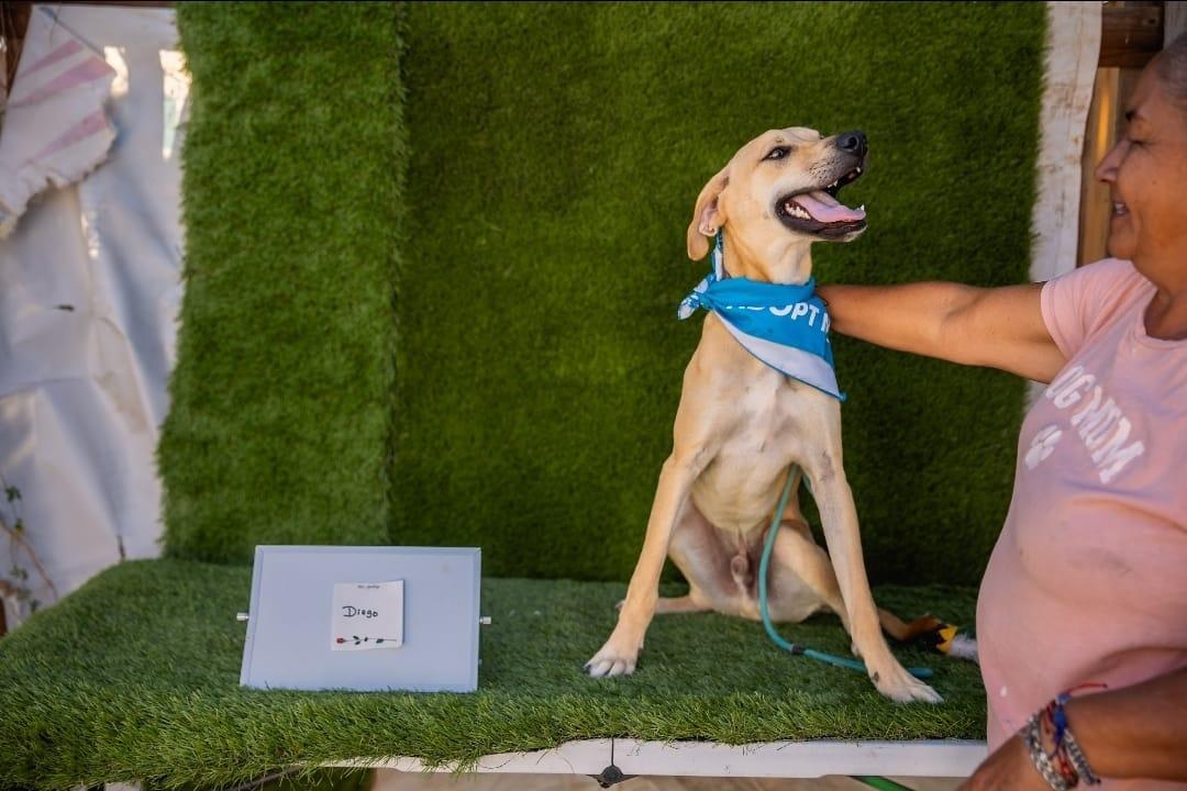 Diego, Adoptable, Adult Male Labrador Retriever & Black Mouth Cur.