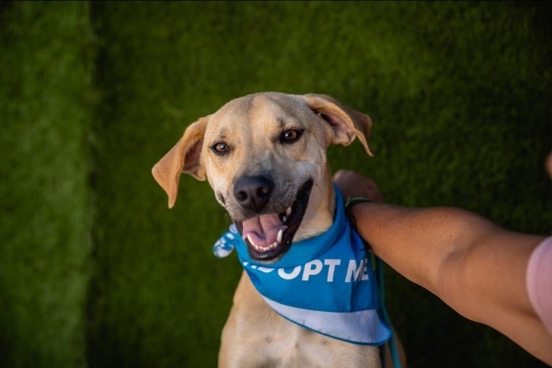 Diego, a Adoptable mixed breed in Portland, OR image 2/6