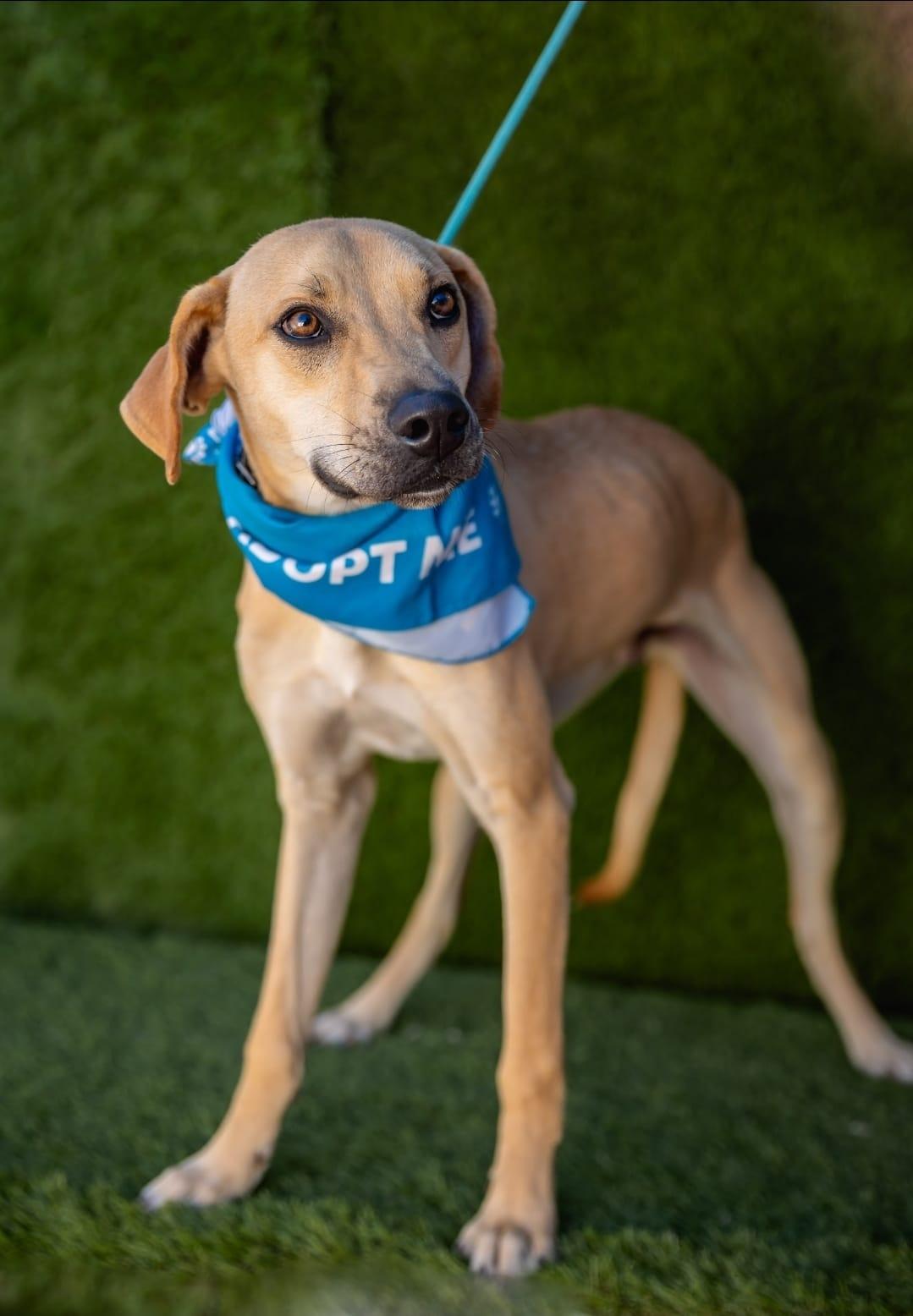 Diego, Adoptable, Adult Male Labrador Retriever & Black Mouth Cur.