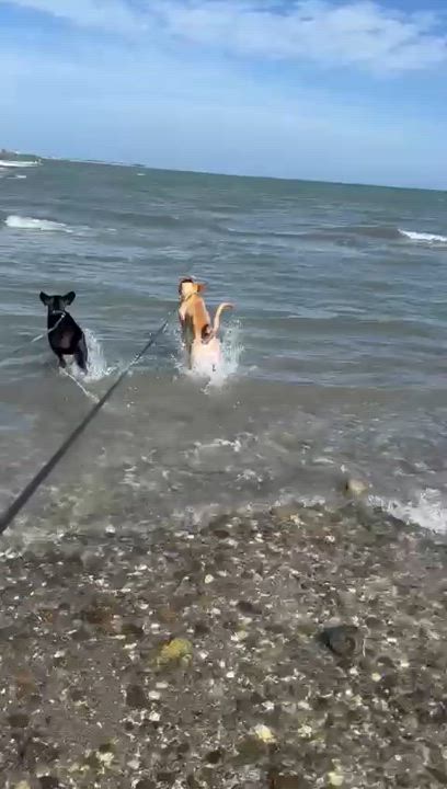 Enlarge Diego, a Adoptable mixed breed in Portland, OR video 6/6