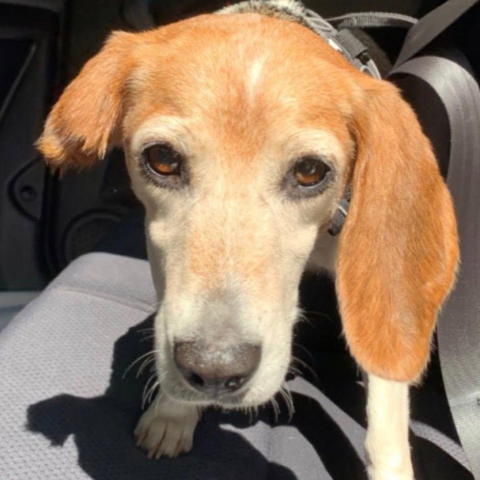 Rosie, Adoptable, Senior Female Beagle.