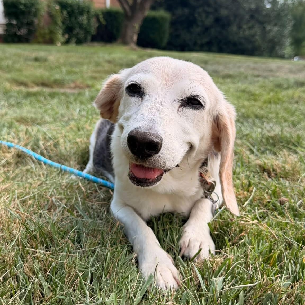 Rosie, Adoptable, Senior Female Beagle.