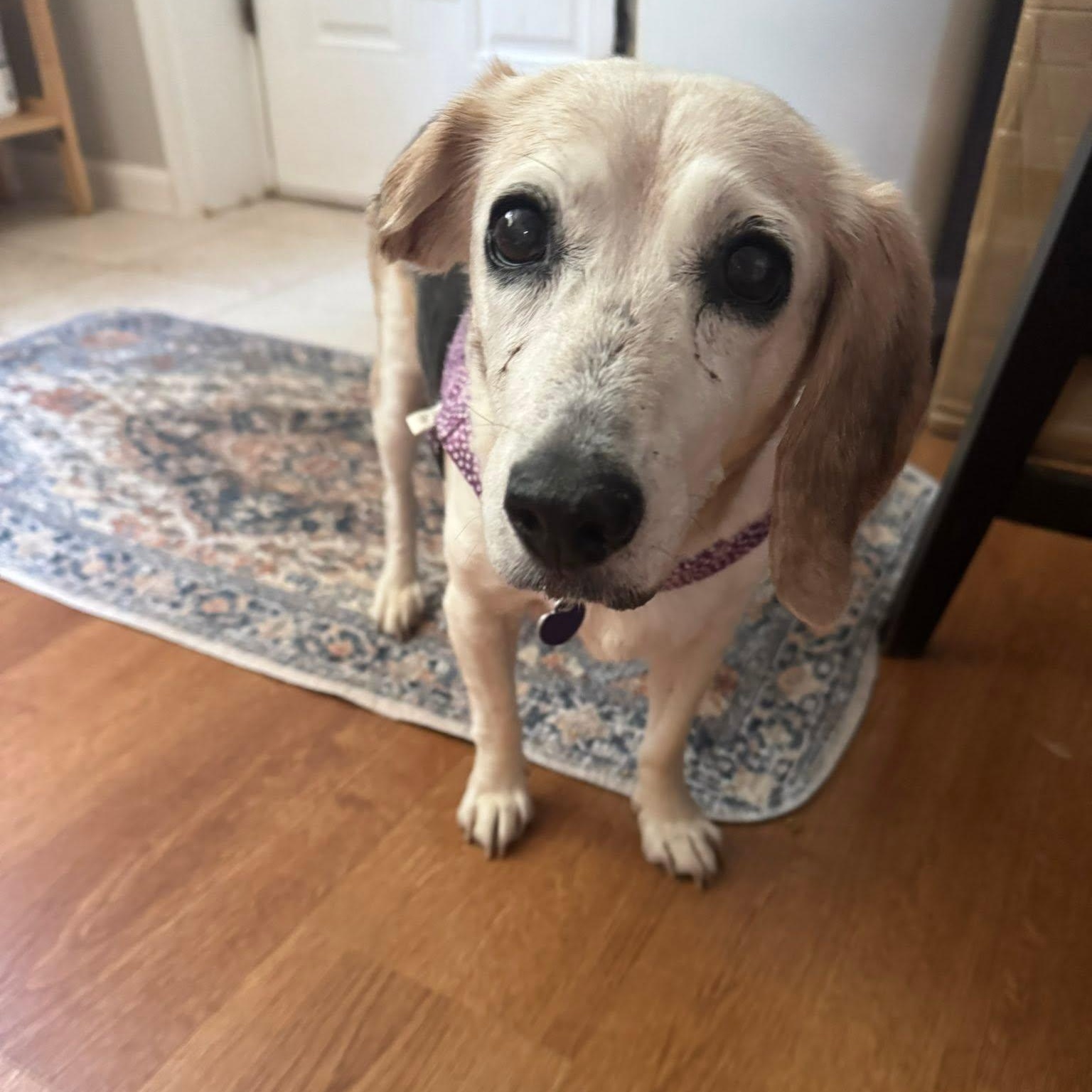 Rosie, a Adoptable Beagle in Rockville, MD image 3/5