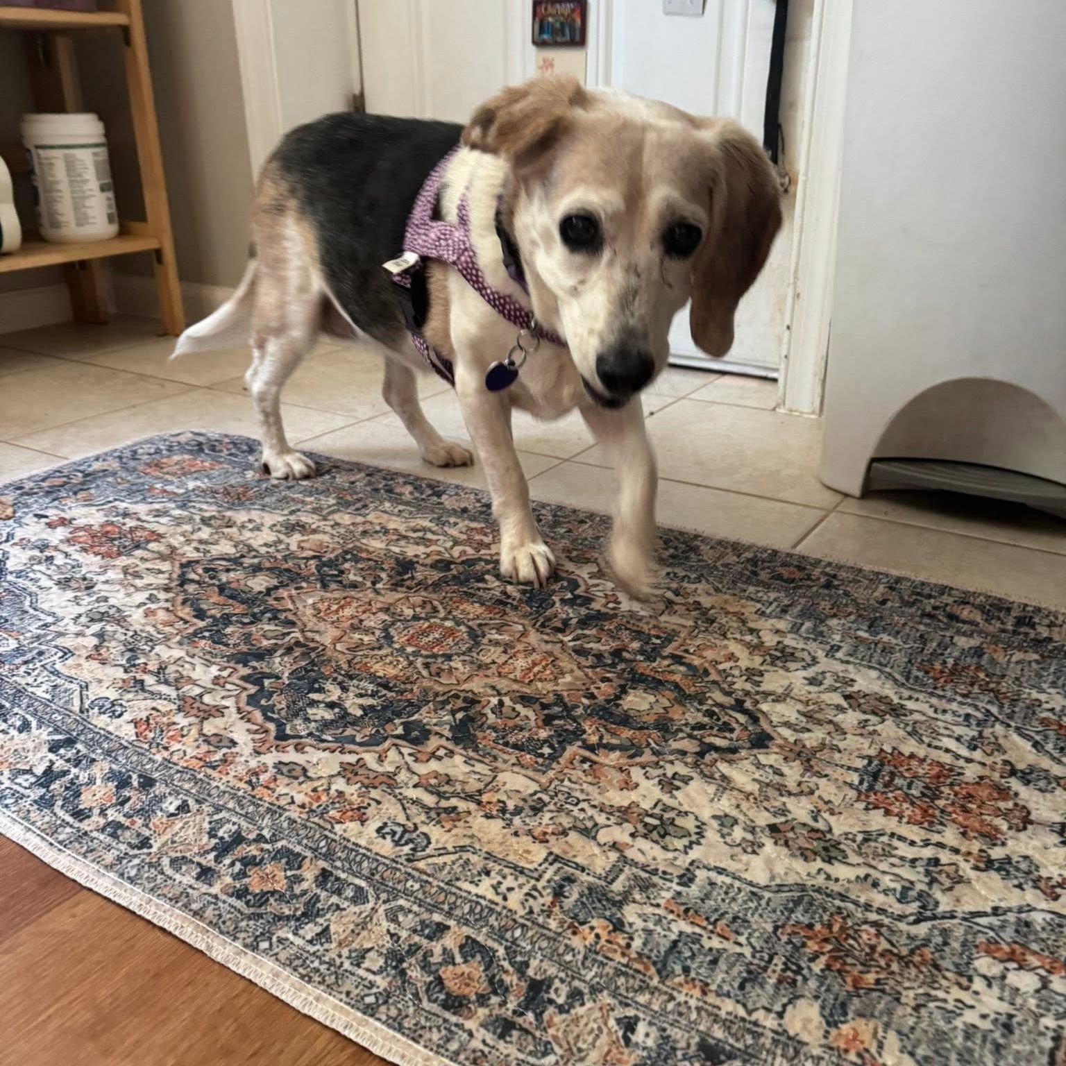Rosie, a Adoptable Beagle in Rockville, MD image 4/5