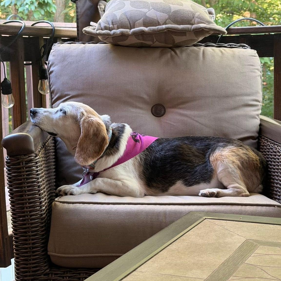 Rosie, a Adoptable Beagle in Rockville, MD image 5/5