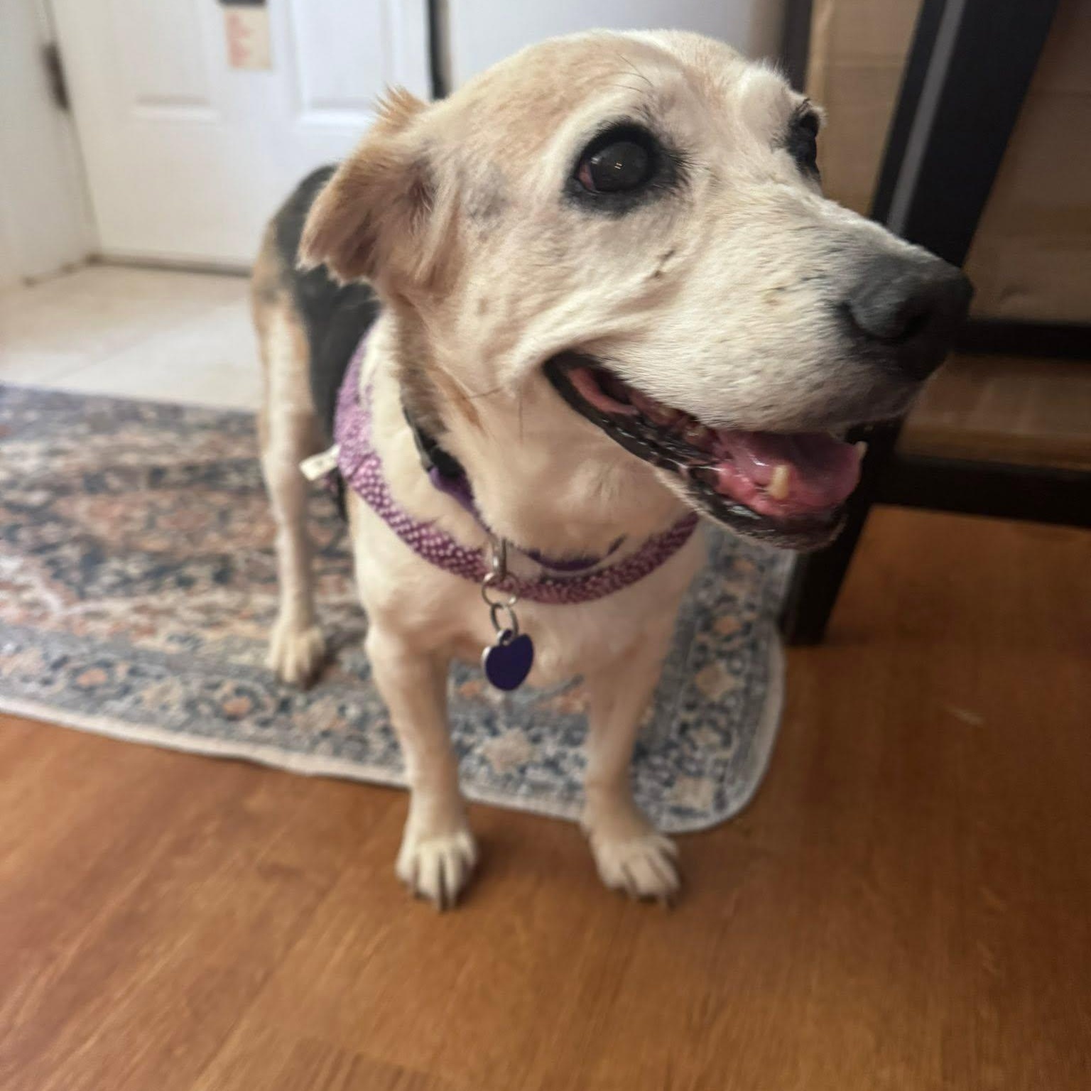 Rosie, a Adoptable Beagle in Rockville, MD image 2/5