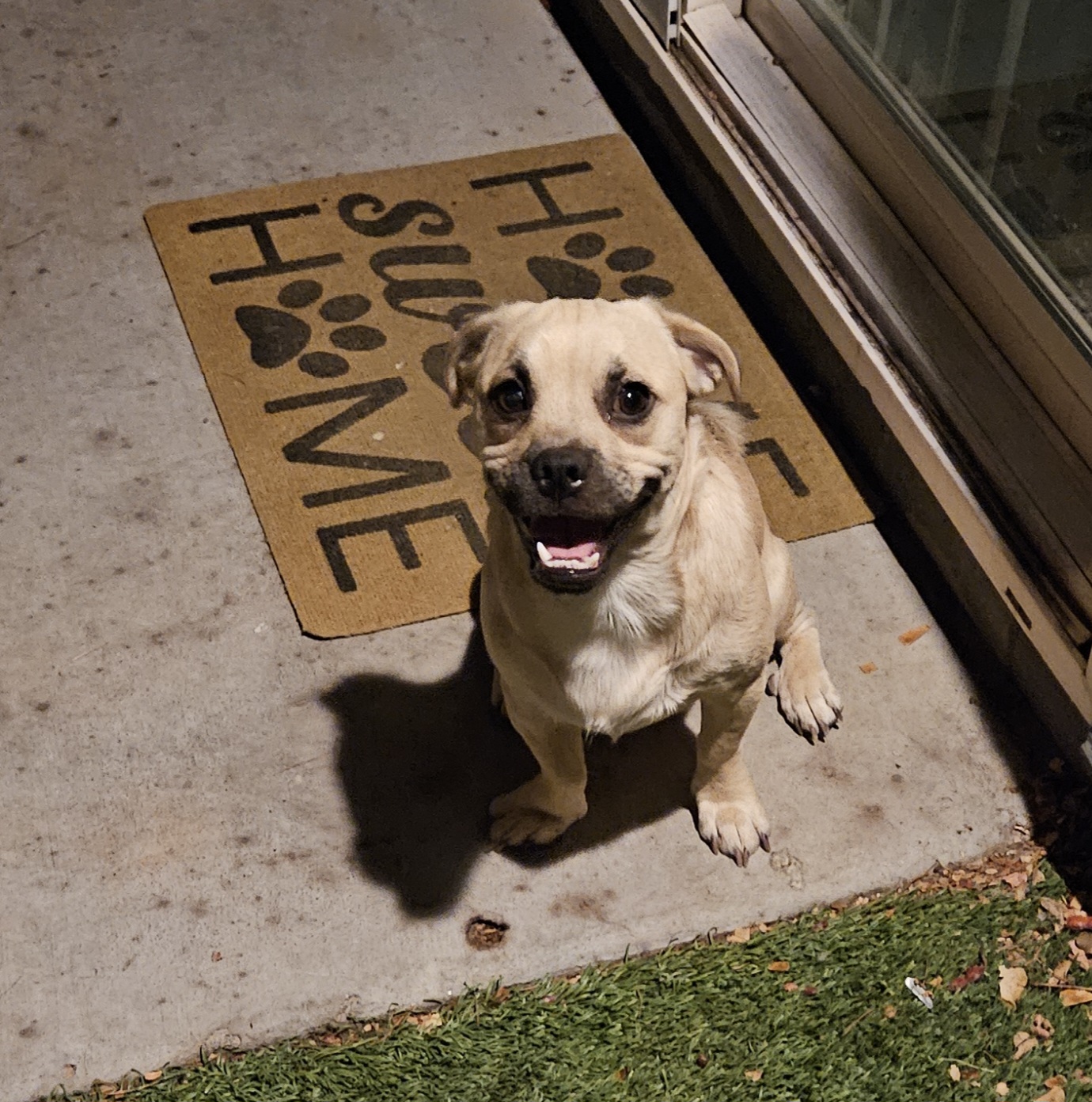 Dog for adoption Rye, a Pug in Peoria, AZ Petfinder