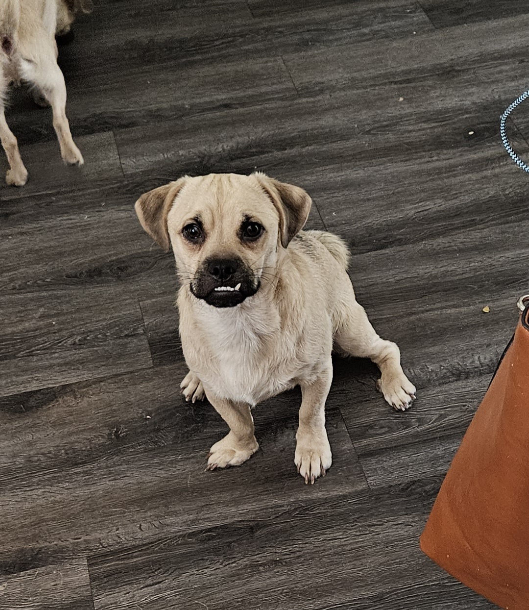 Dog for adoption Rye, a Pug in Peoria, AZ Petfinder