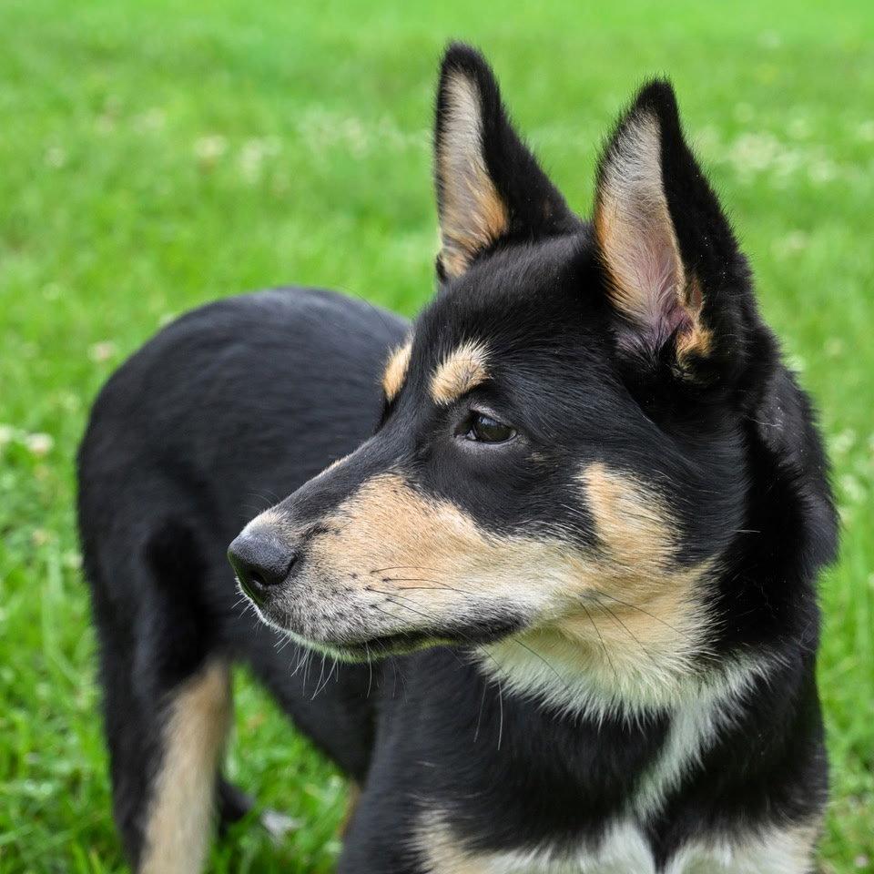 PUPPY CHEROKEE, Adopted, Young Female Husky.