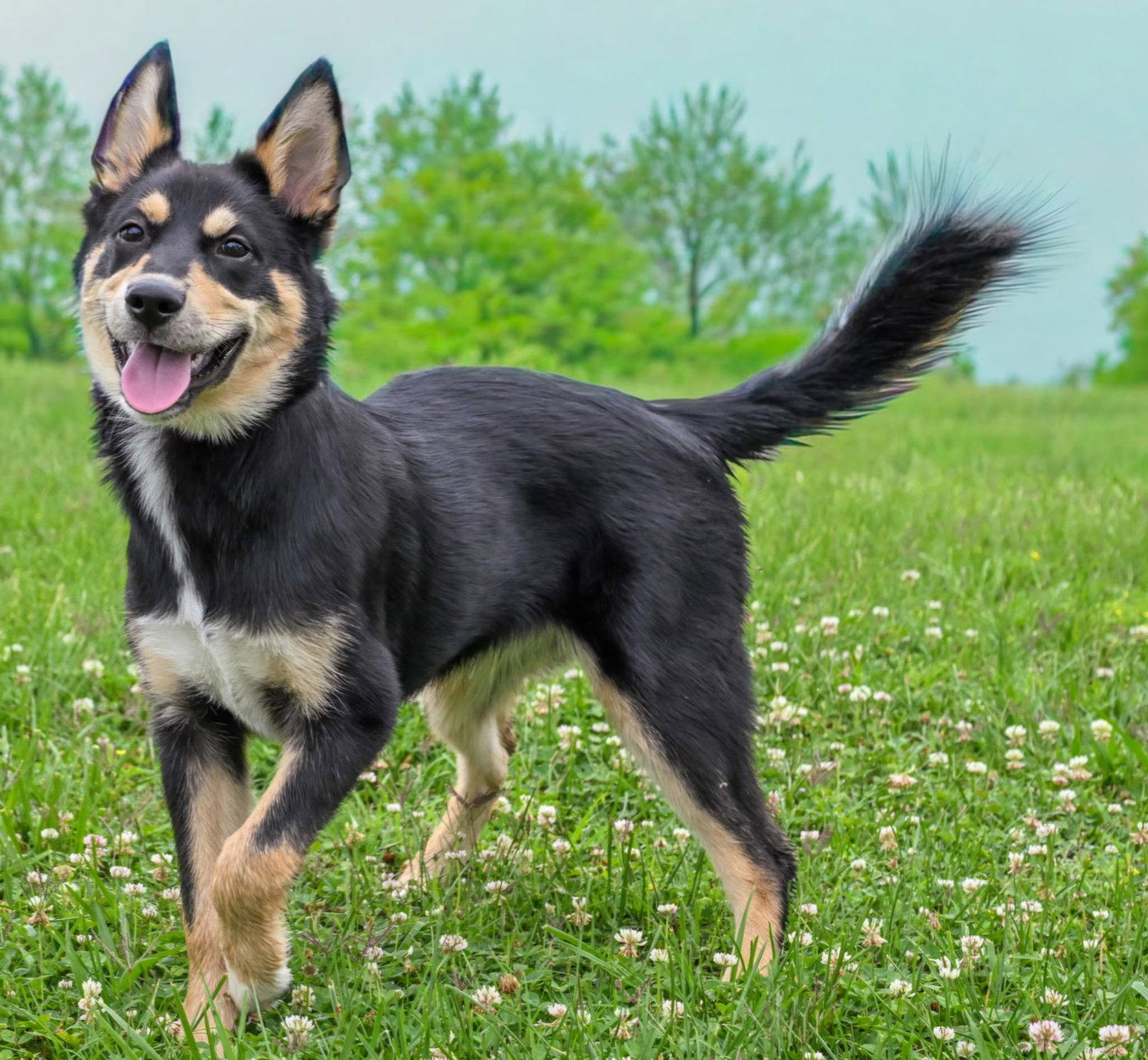 PUPPY CHEROKEE, a Adopted Husky in Franklin, TN image 2/3