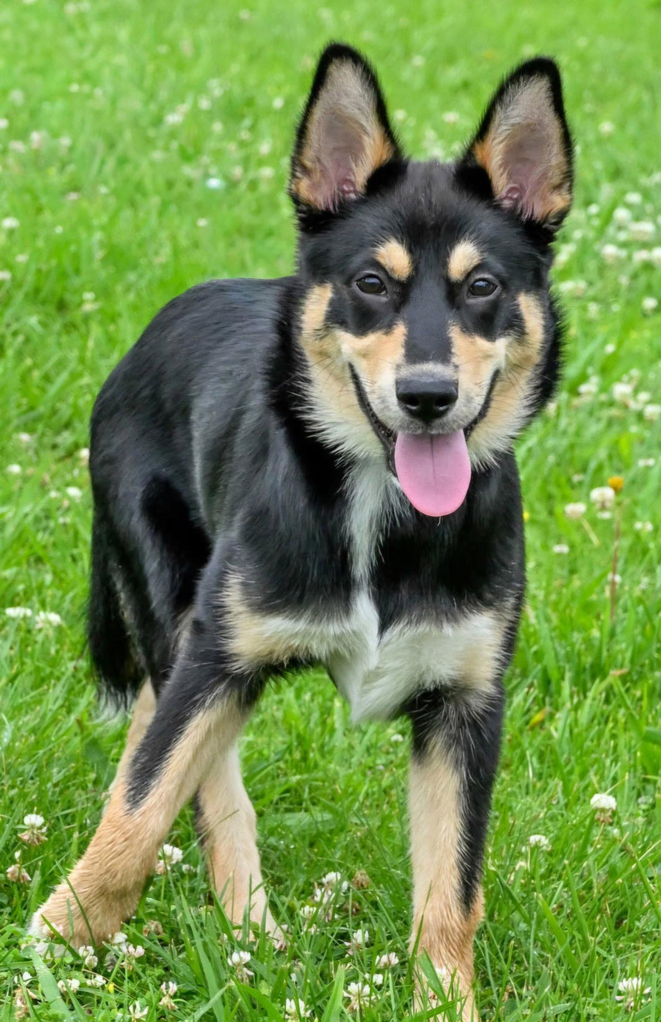 PUPPY CHEROKEE, a Adopted Husky in Franklin, TN image 3/3