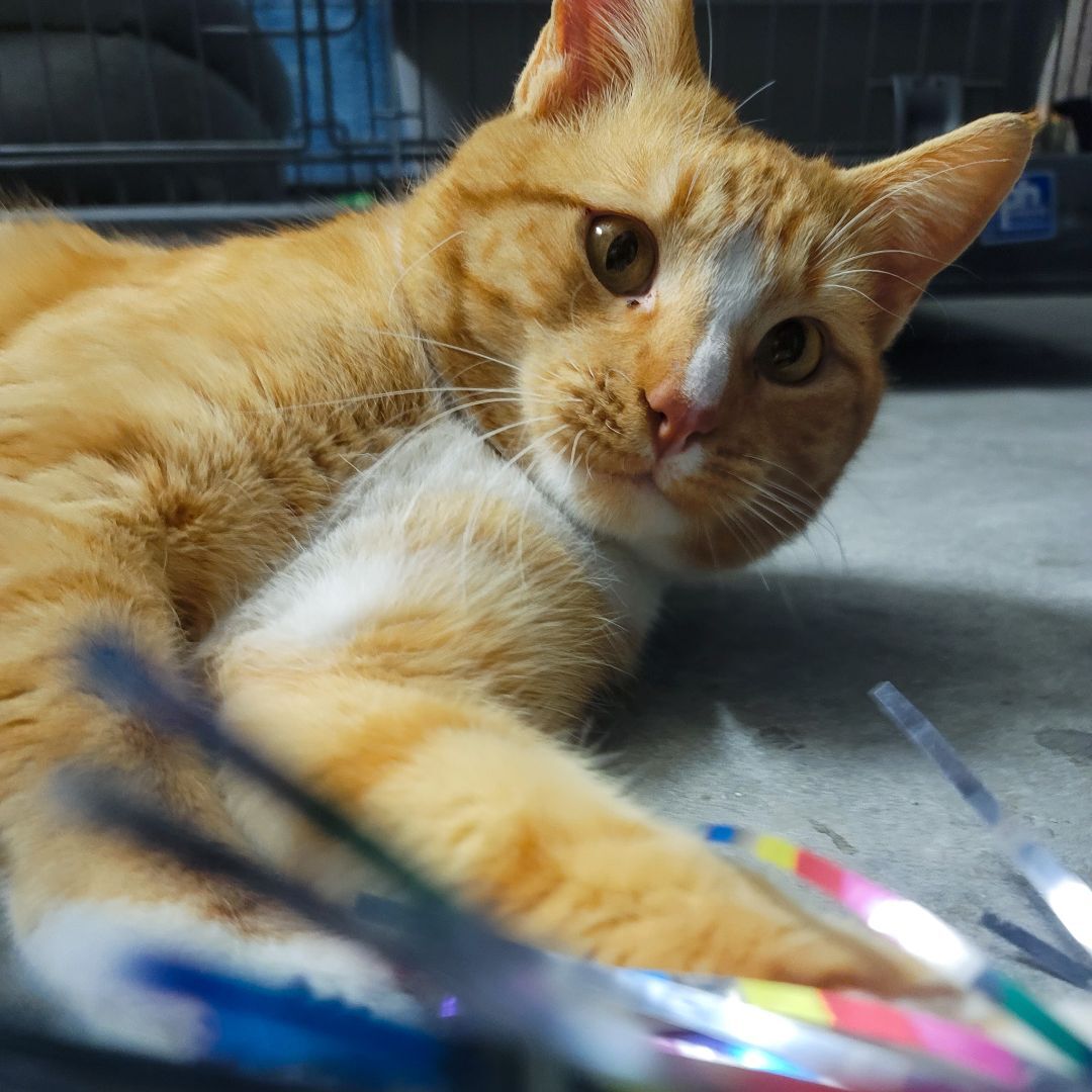 Sherlock, Adoptable, Adult Male Domestic Short Hair.