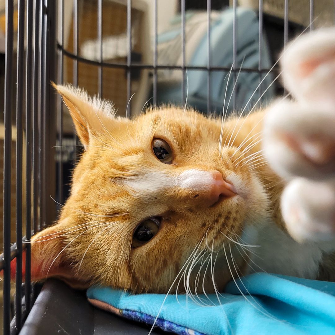 Enlarge Sherlock, a Adoptable mixed breed in Lancaster, CA image 2/6