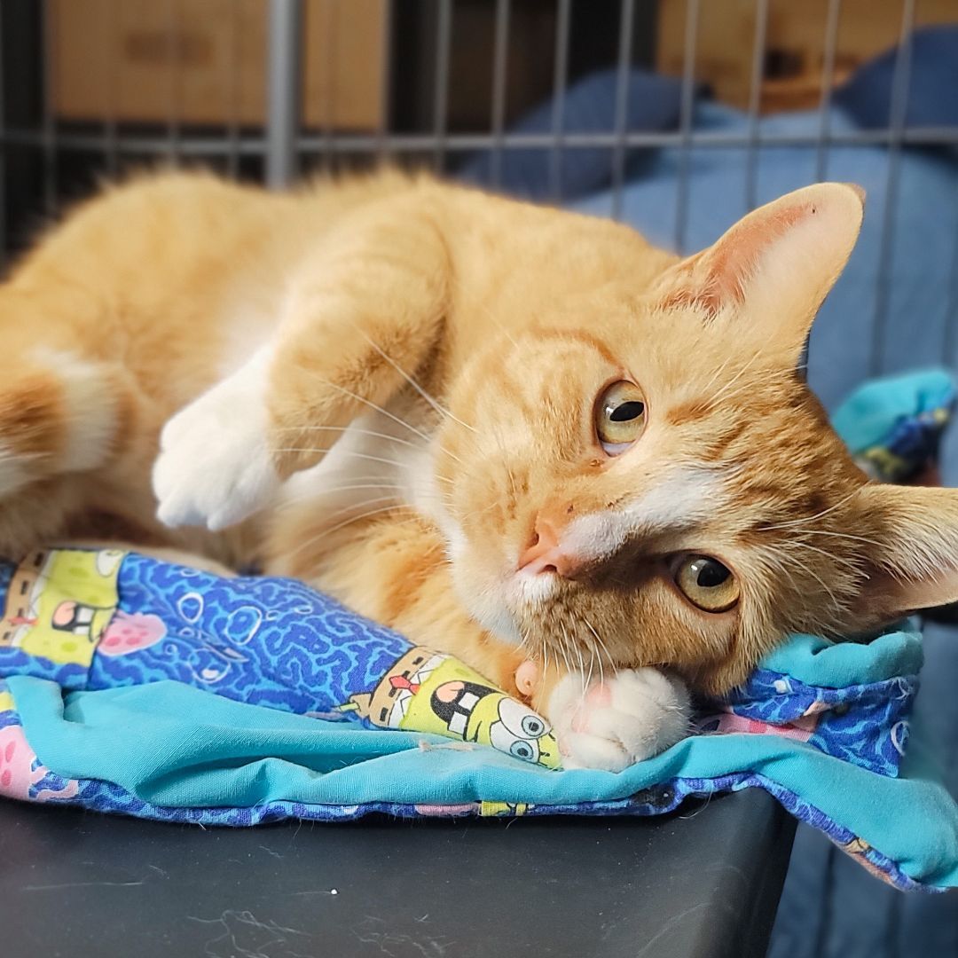 Enlarge Sherlock, a Adoptable mixed breed in Lancaster, CA image 3/6