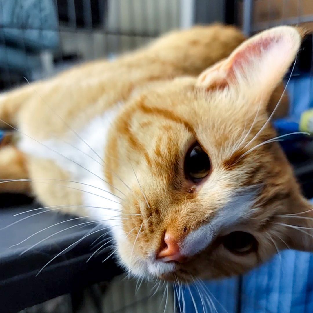 Enlarge Sherlock, a Adoptable mixed breed in Lancaster, CA image 4/6