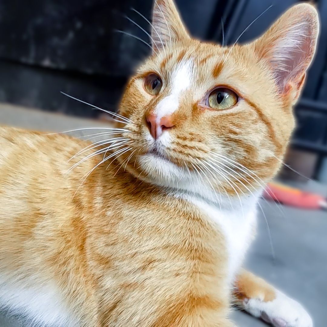 Enlarge Sherlock, a Adoptable mixed breed in Lancaster, CA image 5/6