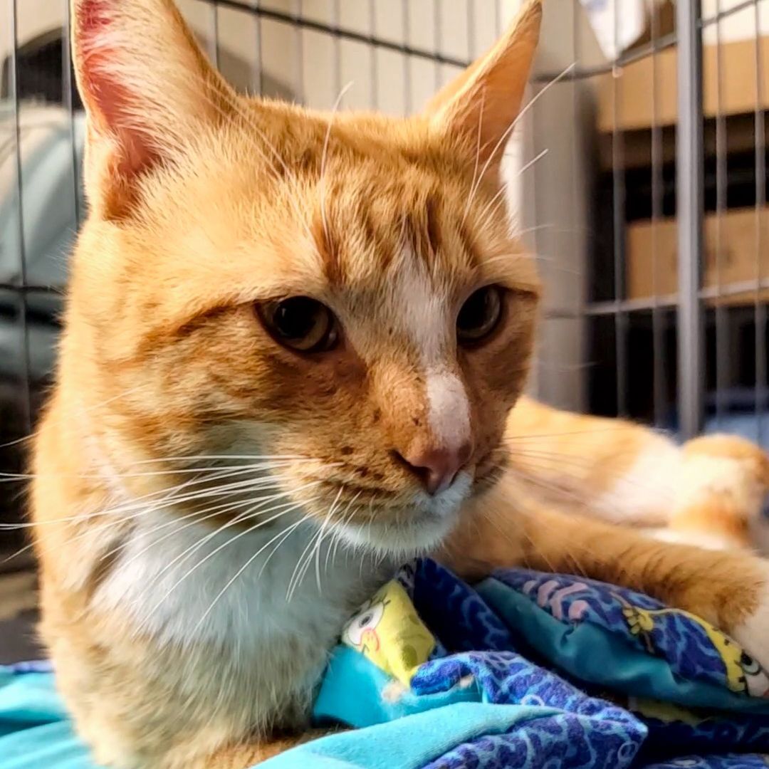 Enlarge Sherlock, a Adoptable mixed breed in Lancaster, CA image 6/6