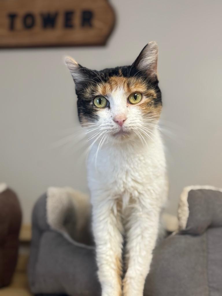 Enlarge Rag muffin, a Adoptable mixed breed in North Vernon, IN image 2/2