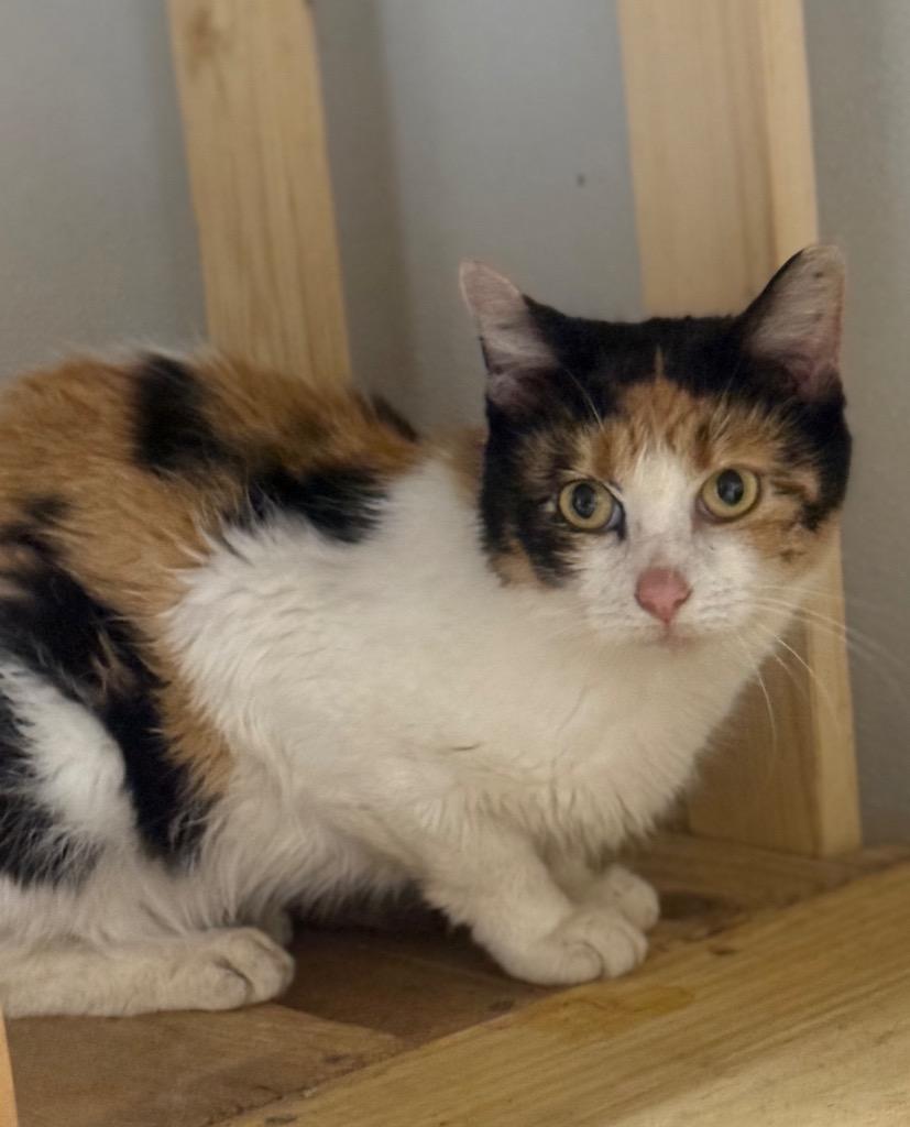 Enlarge Rag muffin, a Adoptable mixed breed in North Vernon, IN image 1/1