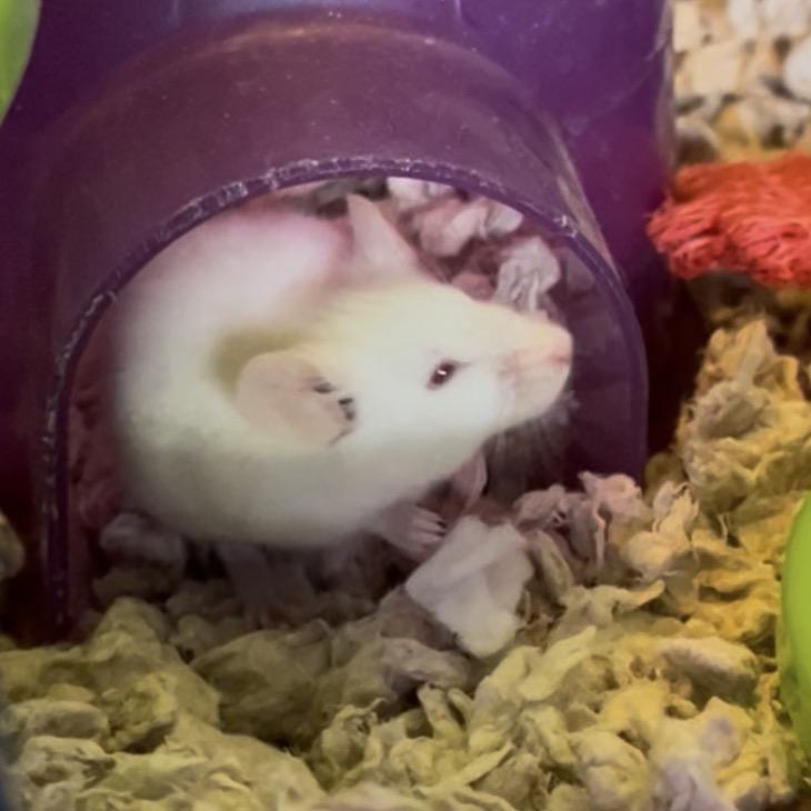 Gouda, Adoptable, Baby Female Mouse.