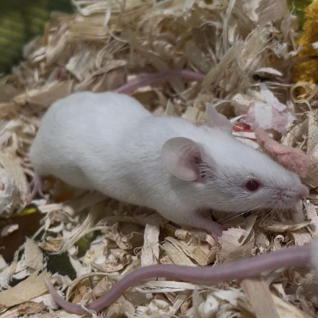 Enlarge Gouda, a Adoptable Mouse in Clearwater, FL image 2/4