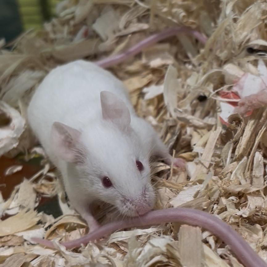 Enlarge Gouda, a Adoptable Mouse in Clearwater, FL image 3/4