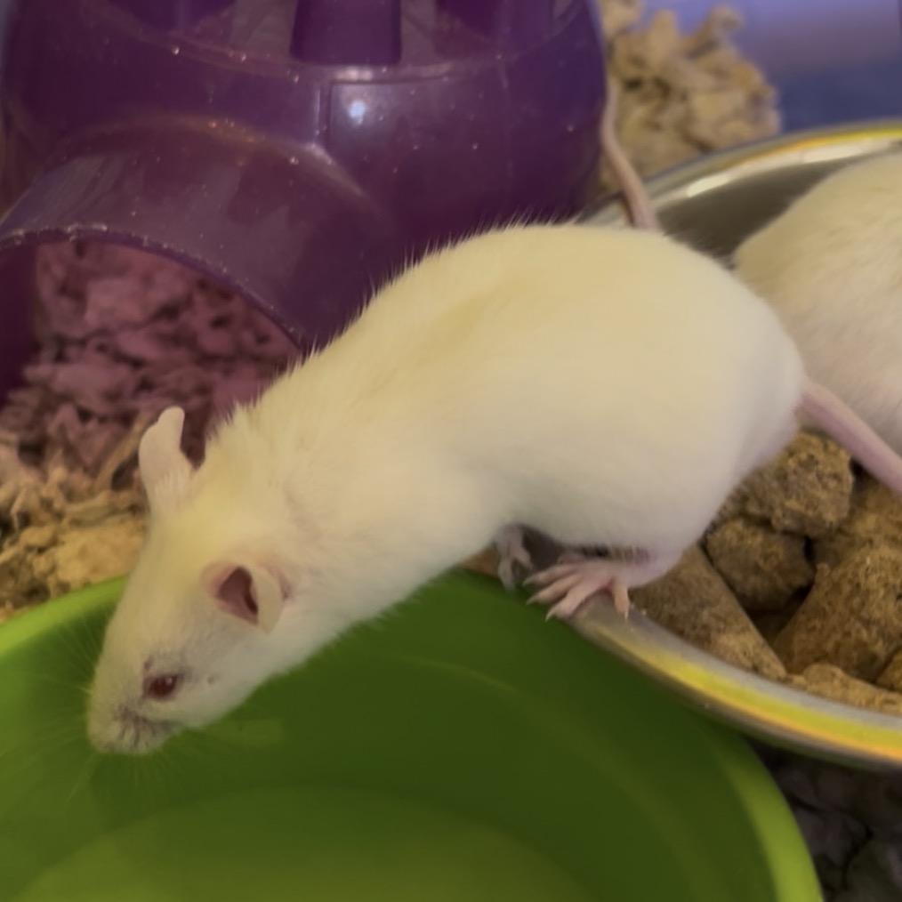 Enlarge Gouda, a Adoptable Mouse in Clearwater, FL image 4/4