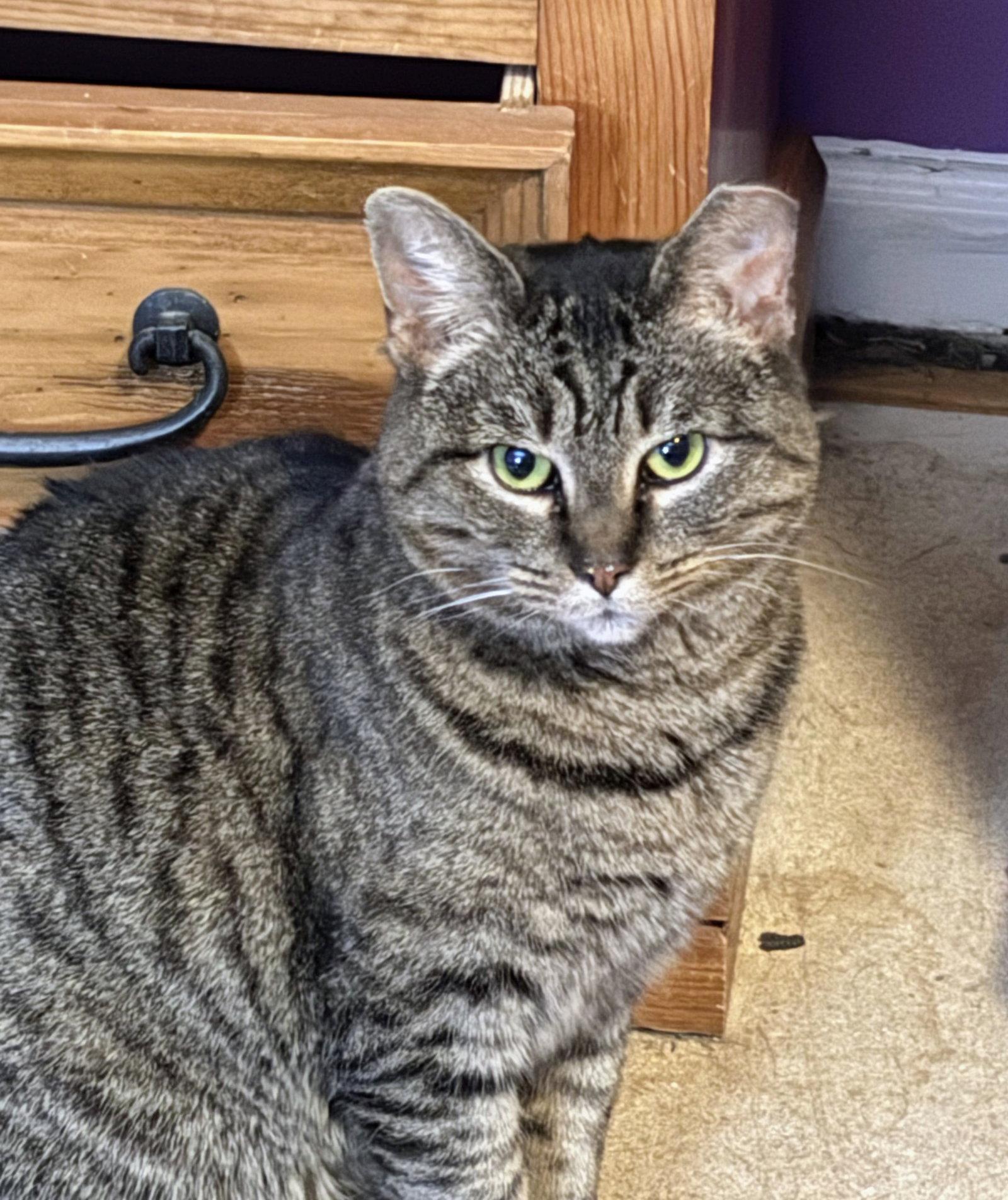 Enlarge Storm, a Adoptable Domestic Short Hair in Allentown, PA image 1/1