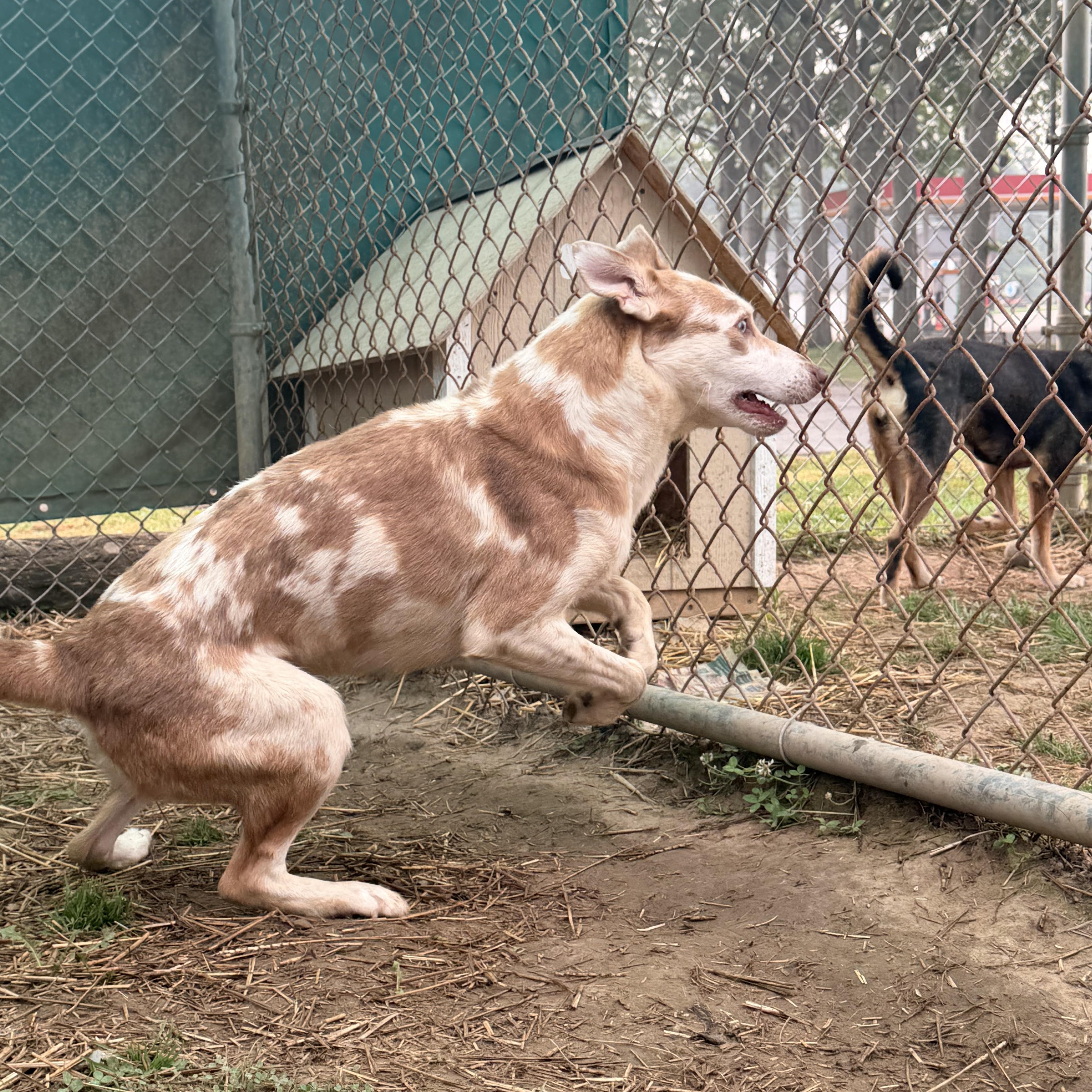 Peanut, ADOPTABLE, Young Male Australian Shepherd.