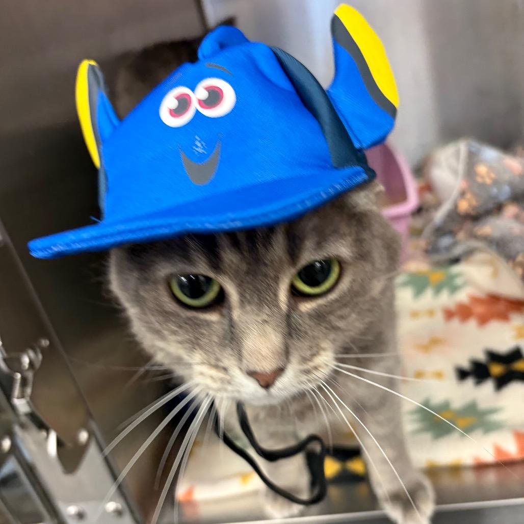 Freya, Adoptable, Adult Female Domestic Short Hair & Mixed Breed.