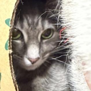 Freya, Adoptable, Adult Female Domestic Short Hair & Mixed Breed.