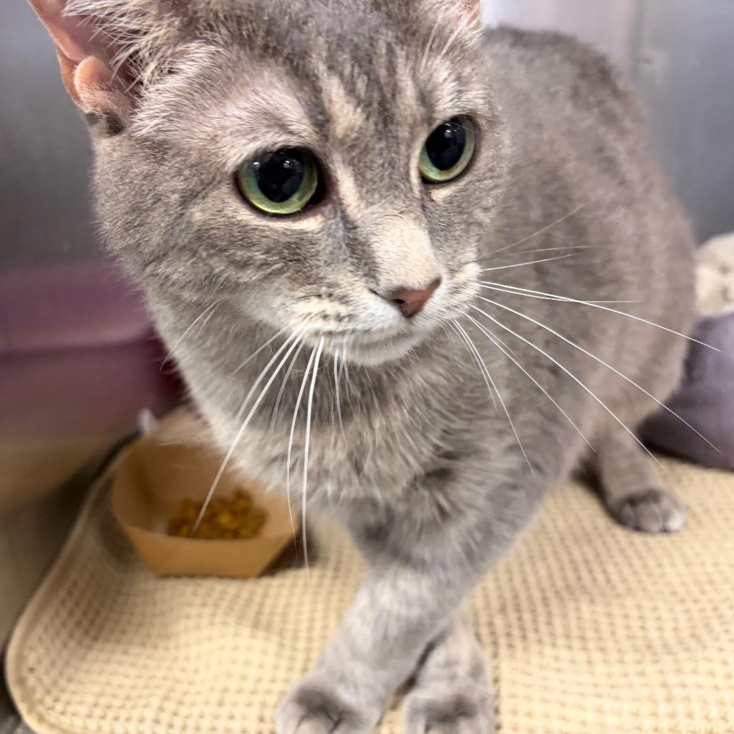 Enlarge Freya, a Adoptable mixed breed in Ashtabula, OH image 2/3