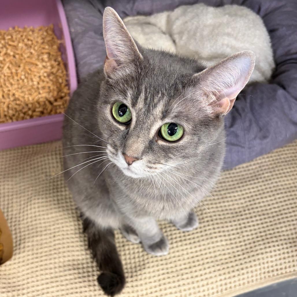 Enlarge Freya, a Adoptable mixed breed in Ashtabula, OH image 3/3