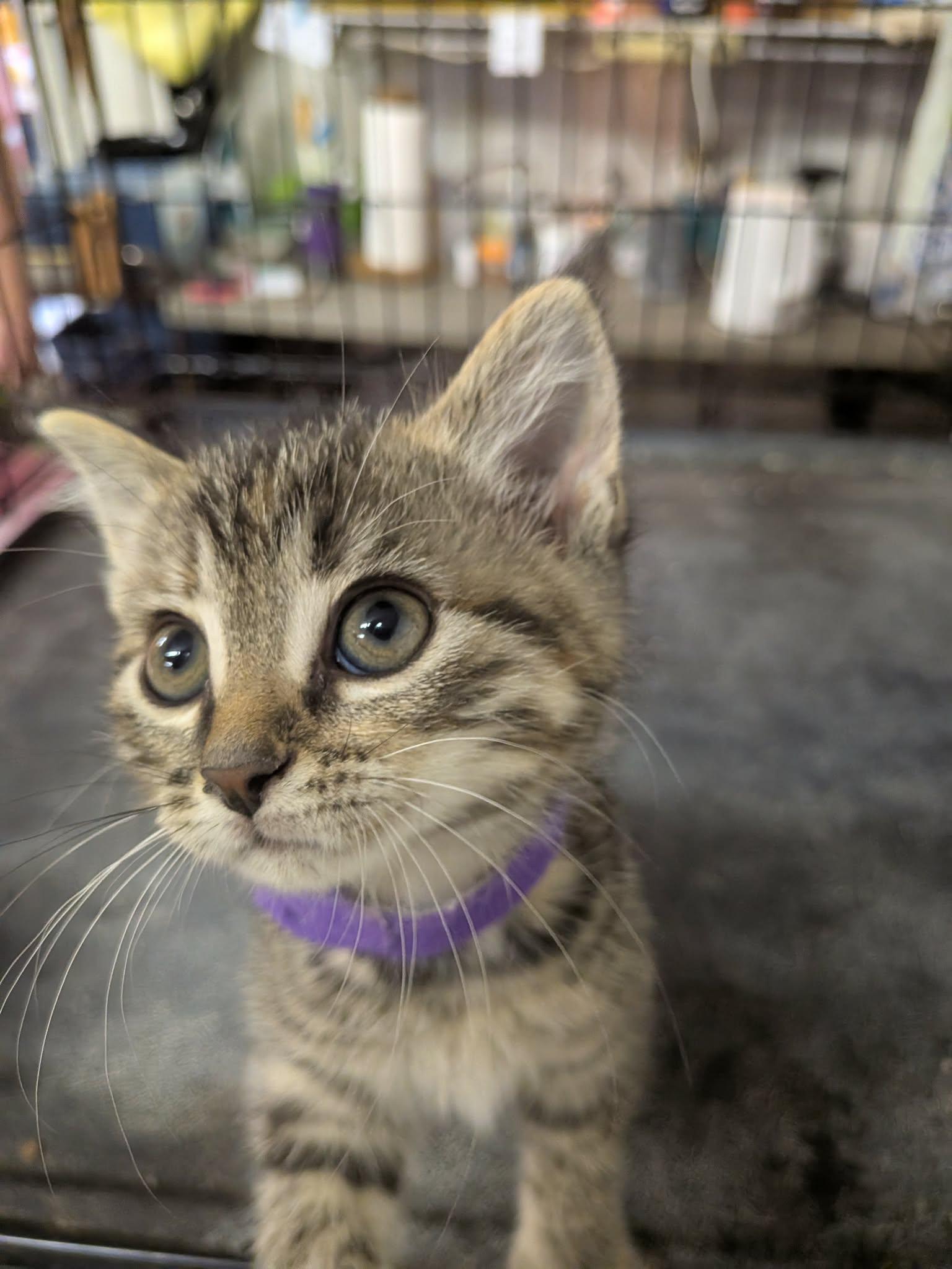 Enlarge Junie, a ADOPTABLE Domestic Short Hair in Gladwin, MI image 2/3