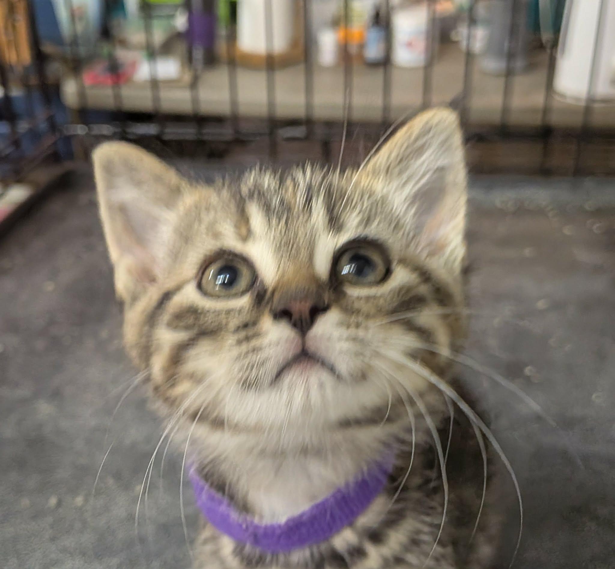 Enlarge Junie, a ADOPTABLE Domestic Short Hair in Gladwin, MI image 1/3