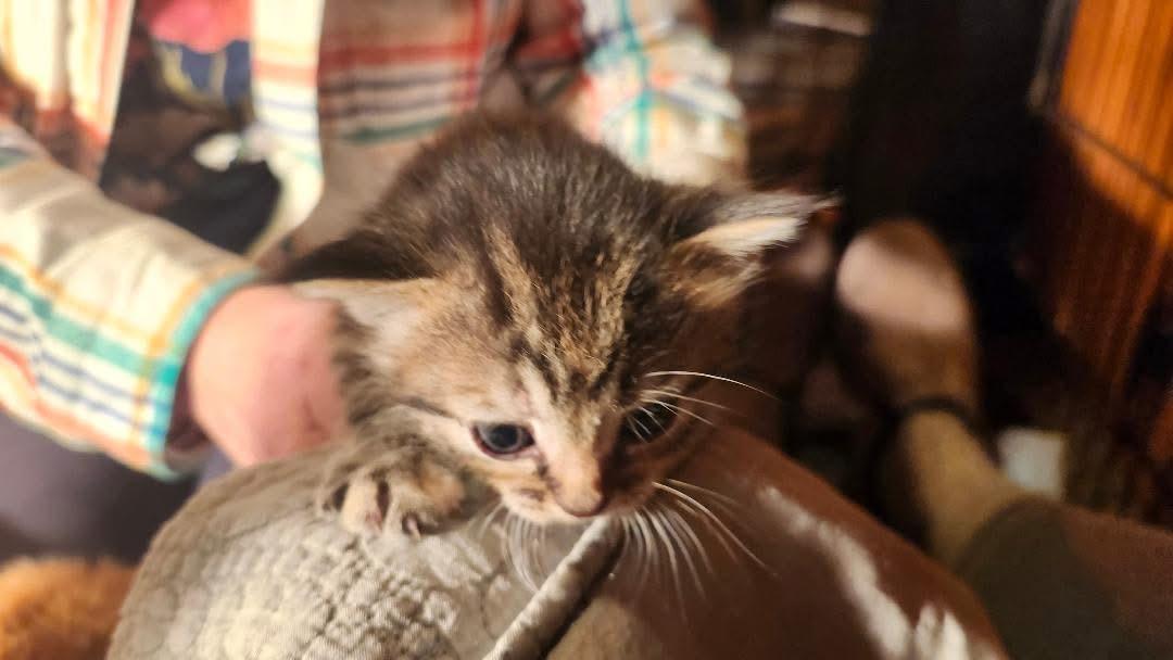 Enlarge Junie, a ADOPTABLE Domestic Short Hair in Gladwin, MI image 3/3