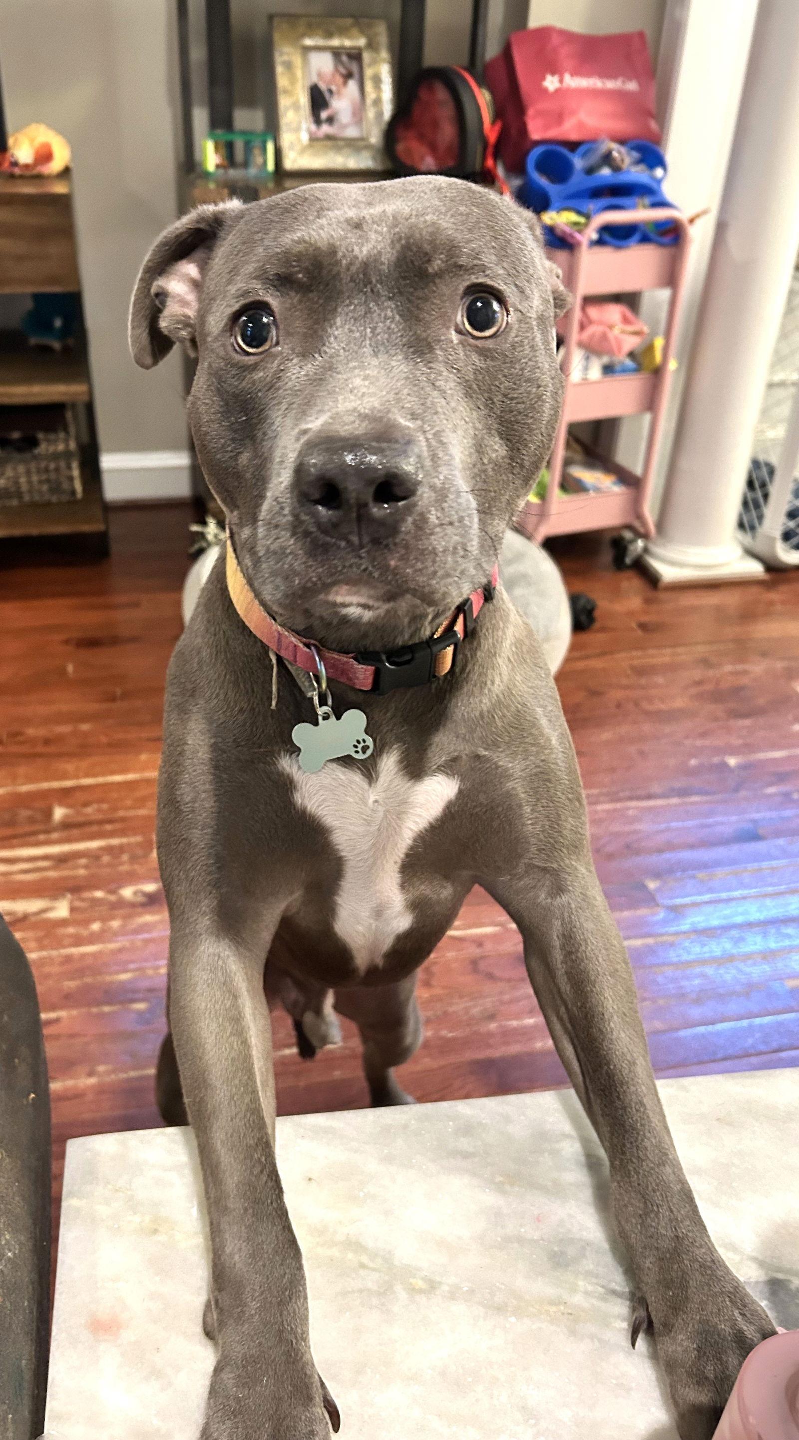 Melo, a Adoptable Pit Bull Terrier in Rockville, MD image 1/3