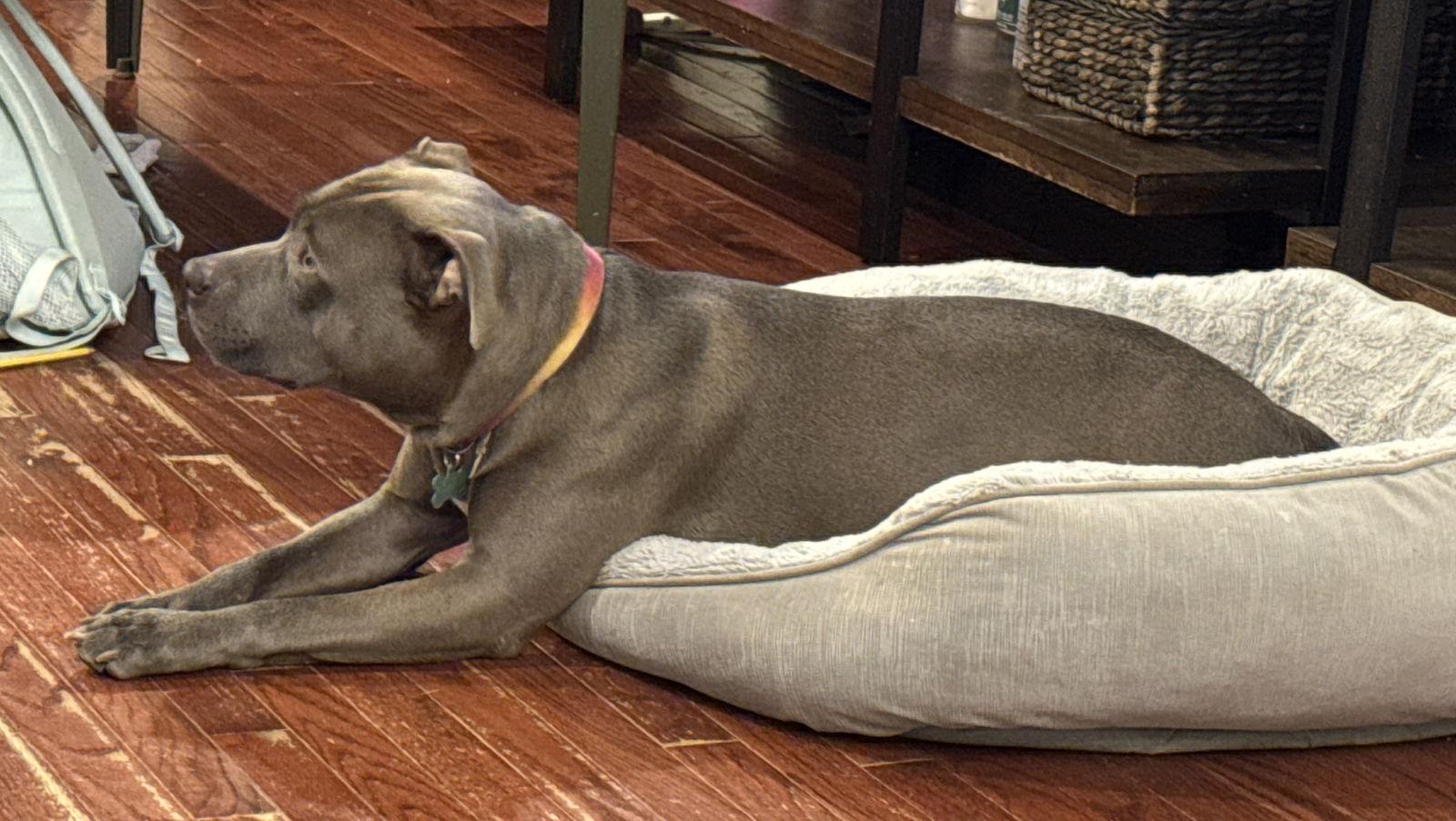 Melo, a Adoptable Pit Bull Terrier in Rockville, MD image 3/3