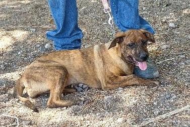 Enlarge Brea, a Adoptable mixed breed in Golden Valley, AZ image 1/1