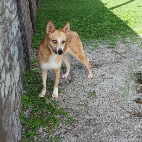 Texana 4