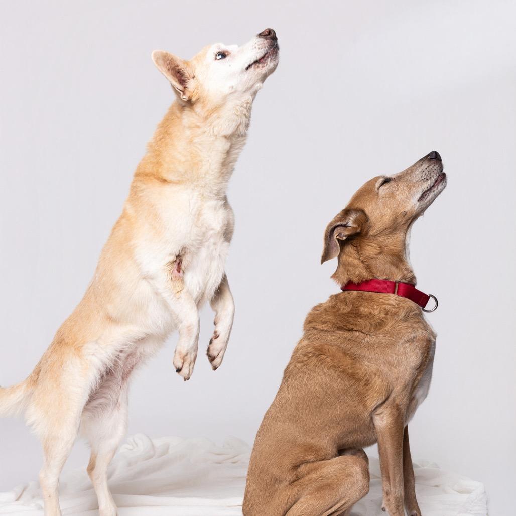 Enlarge Rango*, a Adoptable Mixed Breed in Leander, TX image 1/5