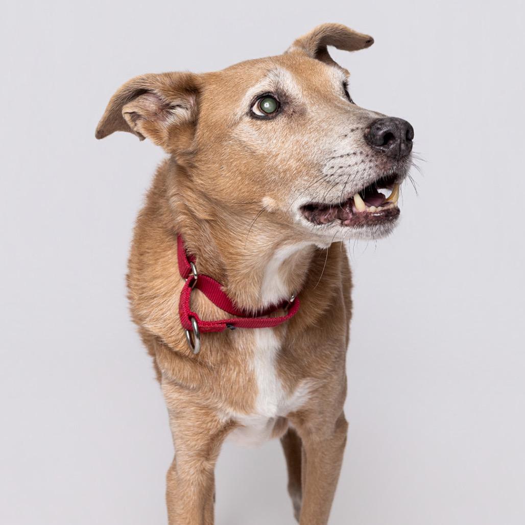 Enlarge Rango*, a Adoptable Mixed Breed in Leander, TX image 2/5