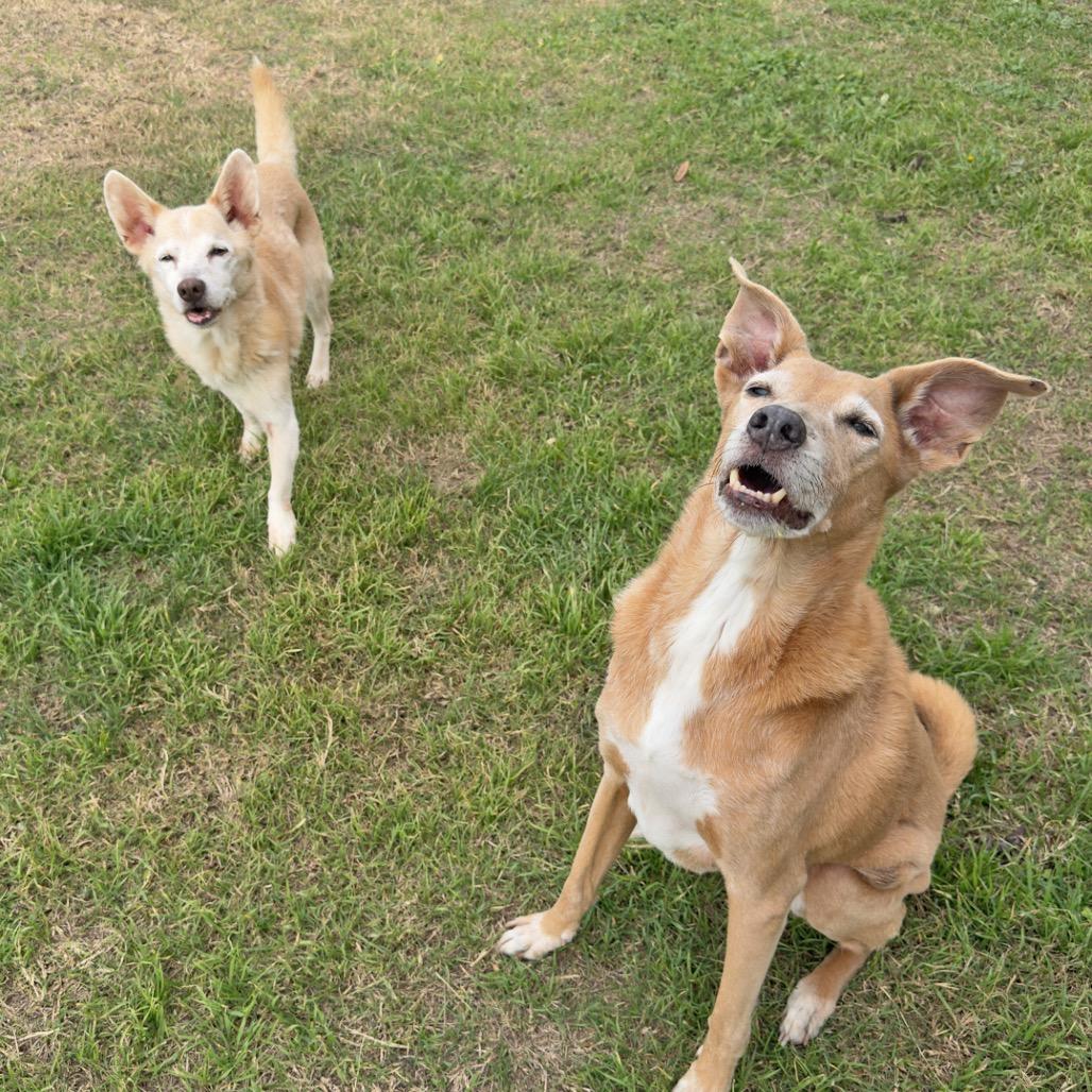Enlarge Rango*, a Adoptable Mixed Breed in Leander, TX image 3/5