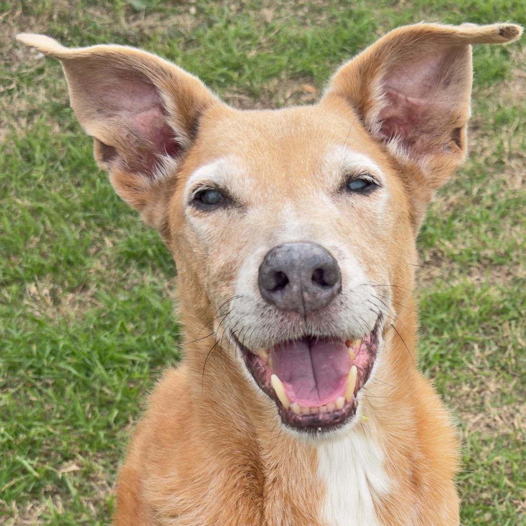Enlarge Rango*, a Adoptable Mixed Breed in Leander, TX image 5/5