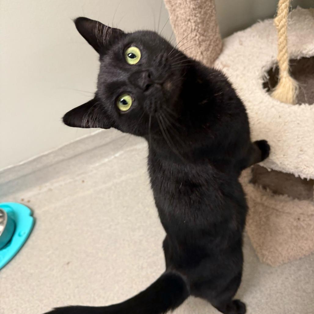 Enlarge Elphaba, a Adoptable American Shorthair in Newark, DE image 1/4