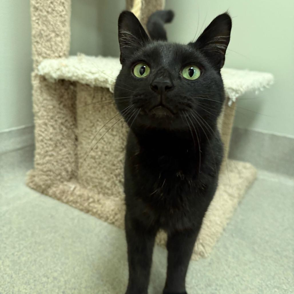 Enlarge Elphaba, a Adoptable American Shorthair in Newark, DE image 2/4