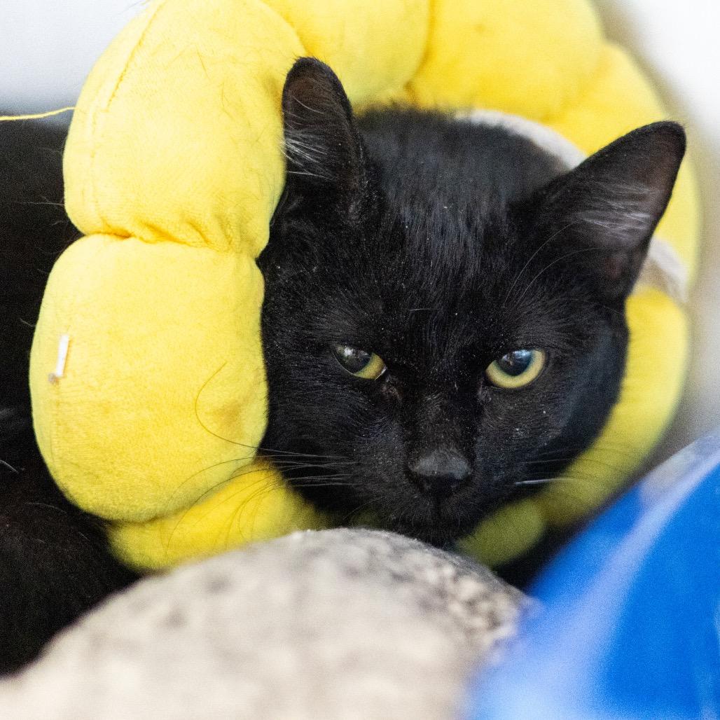 Enlarge Elphaba, a Adoptable American Shorthair in Newark, DE image 3/4