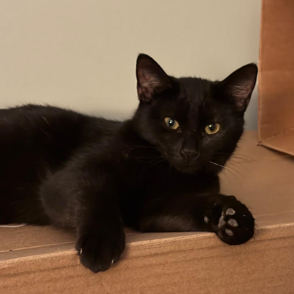 Enlarge Elphaba, a Adoptable American Shorthair in Newark, DE image 4/4